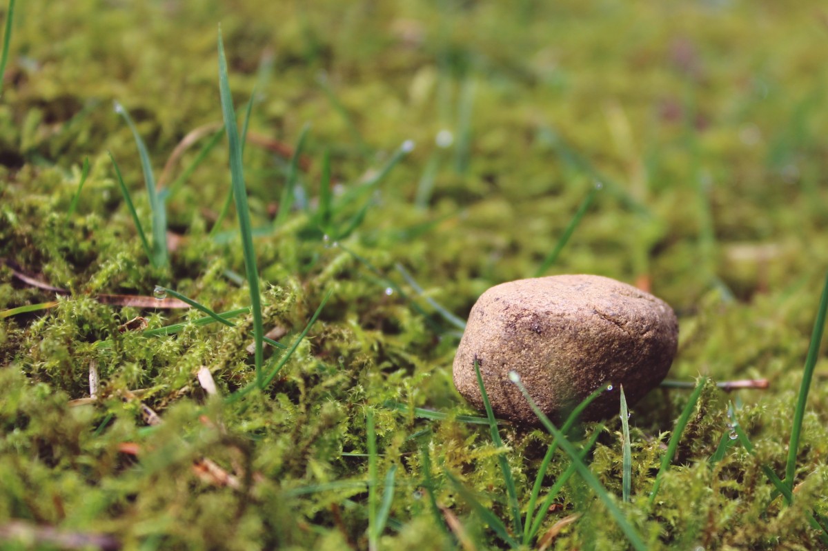 This image has an empty alt attribute; its file name is stone_ground_mossy_meadow_nature_background_deco_decoration-636302.jpg